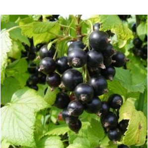 Смородина Аметист 1 летняя