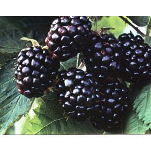 Саженцы ежевики сорт Апачи 1.5 летние, конт. 3 л Саженцы ежевики сорт Апачи 1.5 летние, конт. 3 л