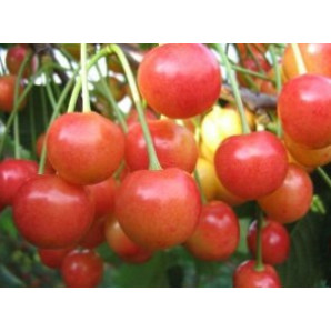 Саженцы черешни сорт Нежность, подвой магалєпка