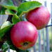 Яблоня  Спартан