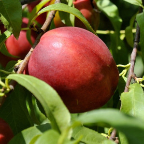 Нектарин сорт Старк Сангло Нектарин сорт Старк Сангло