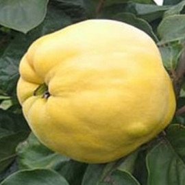 Айва сорт Студентка, подвой ВА-29