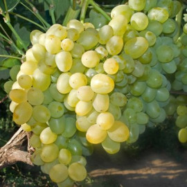 Виноград сорт Суперекстра (Superekstra), полуупакованный