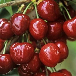 Саджанці черешні ранньої сорт Техлован, підщепа магалєпка, колт Саджанці черешні ранньої сорт Техлован, підщепа магалєпка, колт