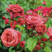 Саженцы роз Terracotta
