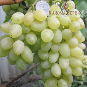 Виноград сорт Іванко