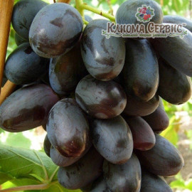 Виноград сорт Велика, полуупакованный