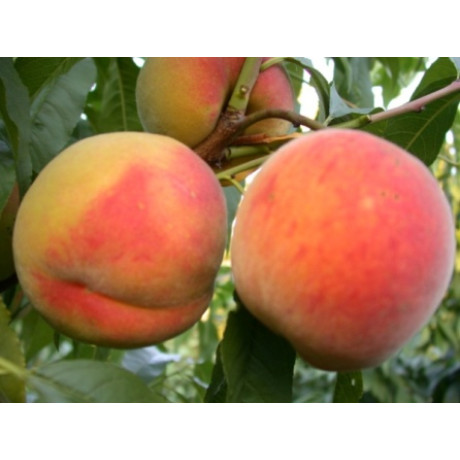 Персик сорт PF 15 А, подвой алыча