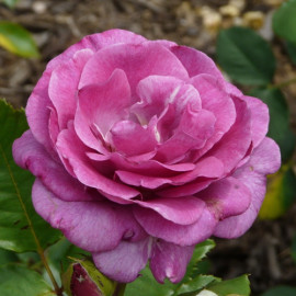 Саженцы роз сорт Violette Parfume (Виолет Парфюм)