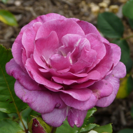 Саженцы роз Violette Parfume