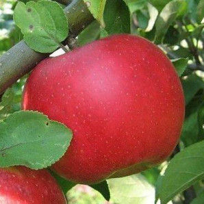 Яблоня осенняя сорт Витос Яблоня осенняя сорт Витос