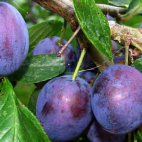 Саженцы сливы сорт Волошка