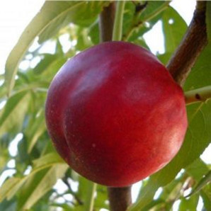 Нектарин сорт Ванг 3 (среднего срока созревания) Нектарин сорт Ванг 3 (среднего срока созревания)