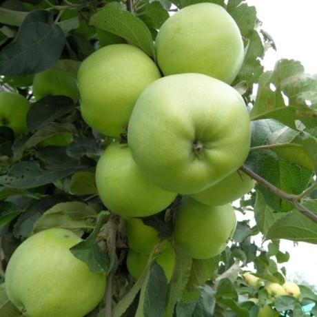 Яблоня осенняя сорт Антоновка обычная, подвой 54-118
