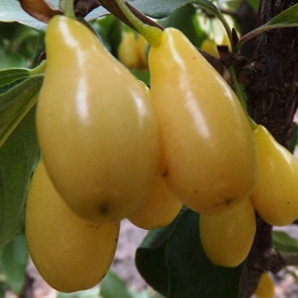 Кизил сорт Бурштиновий, підщепа кизил дикий