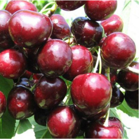 Саджанці черешні ранньої сорт Ярославна, підщепа магалєпка