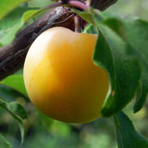 Саджанці черешні ранньої сорт Жовта Мліївська, підщепа магалєпка Саджанці черешні ранньої сорт Жовта Мліївська, підщепа магалєпка