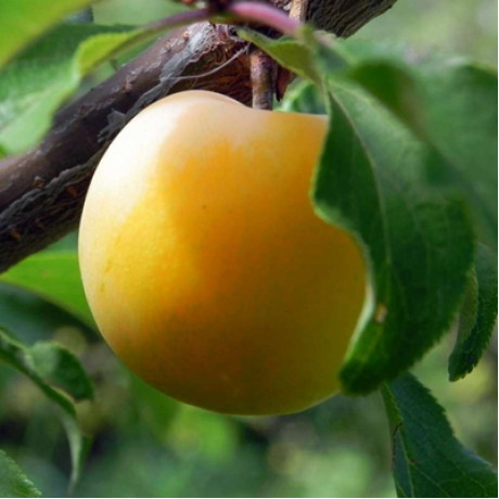 Саджанці черешні ранньої сорт Жовта Мліївська, підщепа магалєпка