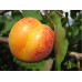 Абрикос сорт Мелитопольский ранний