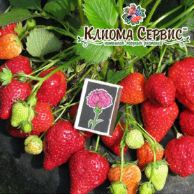 Клубника фриго сорт Альбион, класс A Клубника фриго сорт Альбион, класс A