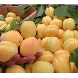 Абрикос сорт Ананасный Шалах Абрикос сорт Ананасный Шалах