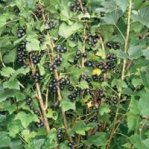 Смородина сорт Бен Гейн Смородина сорт Бен Гейн