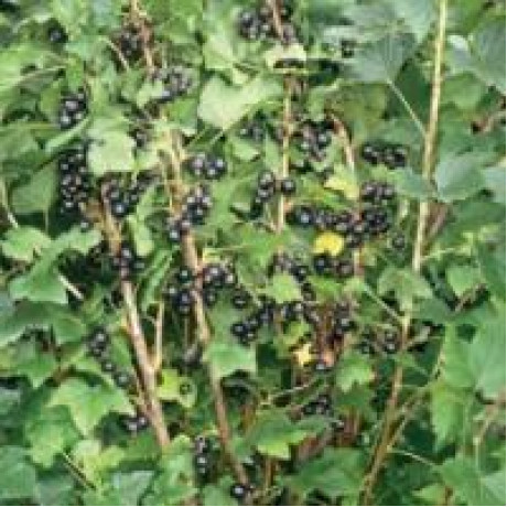 Смородина сорт Бен Гейн Смородина сорт Бен Гейн