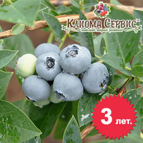 Саджанці лохини сорт Берклі 3 річні, конт. 7.5 л Саджанці лохини сорт Берклі 3 річні, конт. 7.5 л