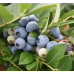 Саженцы голубики сорт Бригитта Блю 6 летние, конт. 45 л