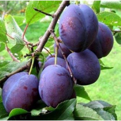 Саджанці сливи сорт Угорка