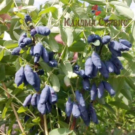 Жимолость сорт Вітамінна 1 річна, конт. P9 Жимолость сорт Вітамінна 1 річна, конт. P9