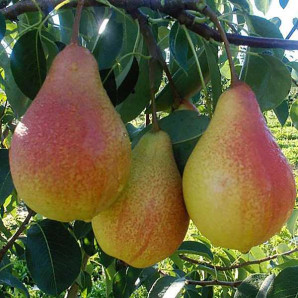 Саженцы груши зимней сорт Выставочная, подвой ВА-29