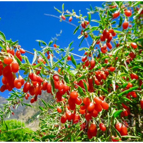 Годжи сорт Свит Годжи сорт Свит