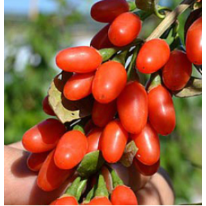 Годжи сорт New Биг 2 летние, конт. 7.5 л