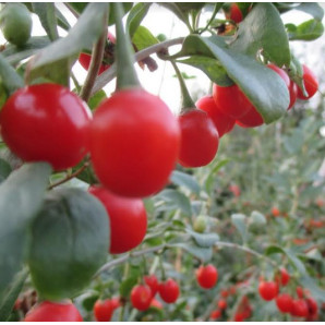 Годжи сорт Деликат Бест 2 летние