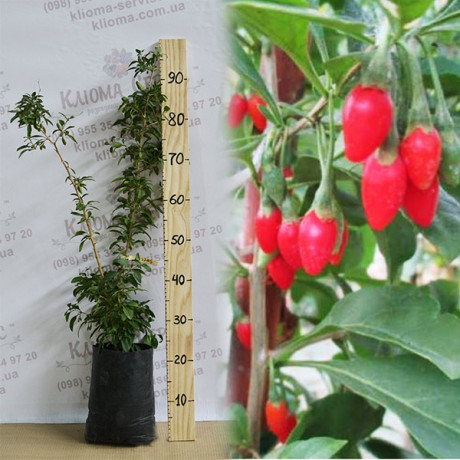 Годжи сорт Свит