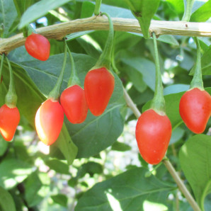 Годжи сорт Jardin Q, пакет 3,5 л