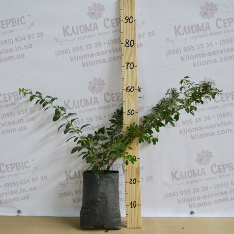 Годжи сорт Биг Годжи сорт Биг