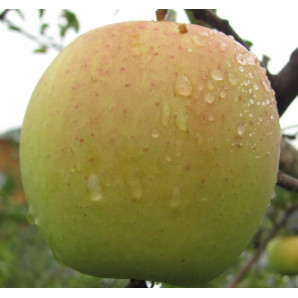 Яблуня зимова сорт Голден Делішес Рейнджерс Яблуня зимова сорт Голден Делішес Рейнджерс