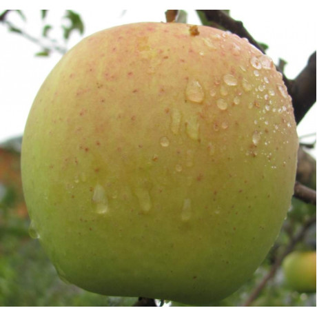 Яблуня зимова сорт Голден Делішес Рейнджерс