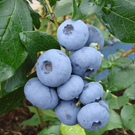 Саджанці лохини сорт Бонус 4 річні, конт. 15 л