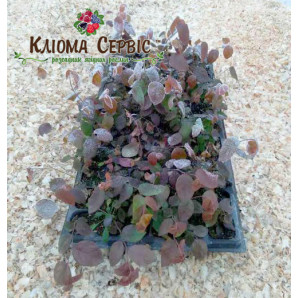 Лохина сорт Блюкроп, в касетах 3 міс h 15-20 см Лохина сорт Блюкроп, в касетах 3 міс h 15-20 см