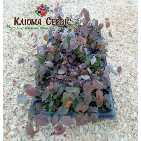 Лохина сорт Блюкроп, в касетах 3 міс h 15-20 см