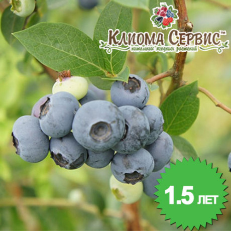 Чорниця Река 1 річна