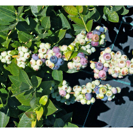 Саженцы голубики сорт Легаси 6 летние, конт. 45 л