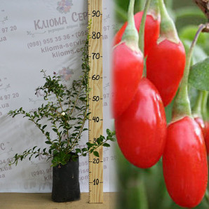 Годжи сорт Горный 2 летние