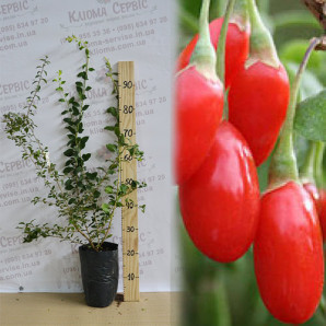 Годжи сорт Горный 3 летние