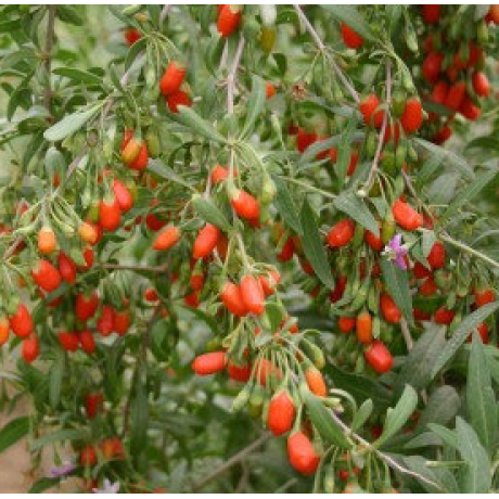 Годжи сорт Деликат Годжи сорт Деликат