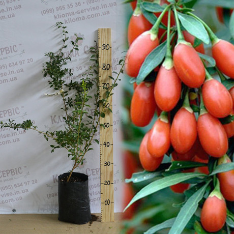 Годжи сорт Деликат