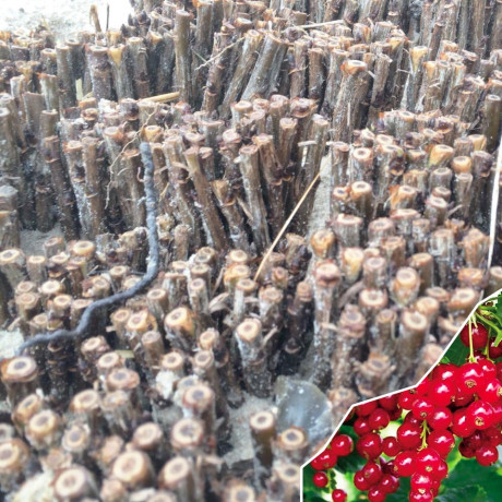 Живці порічки сорт Детван Живці порічки сорт Детван